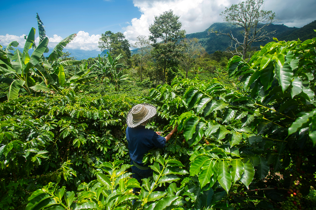 Tout savoir sur le café colombien : L'authenticité du café de Colombie